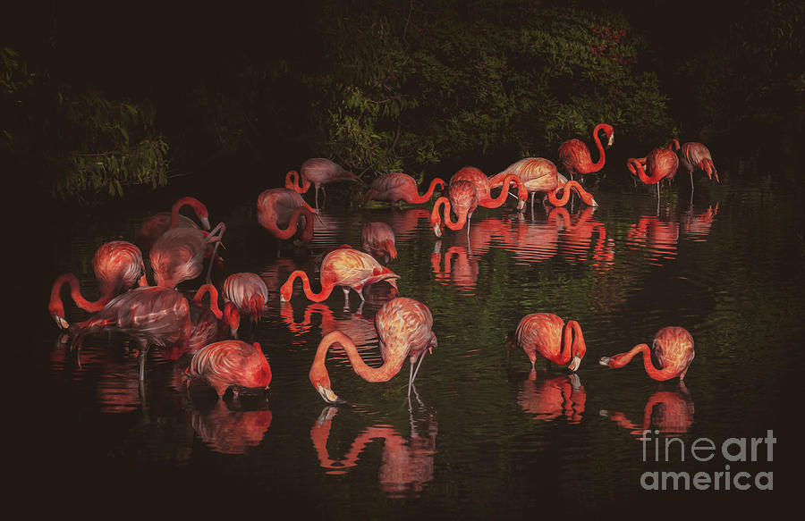 Lagoon of Pink Flamingos in Sarasota, Florida Photograph by Liesl Walsh
