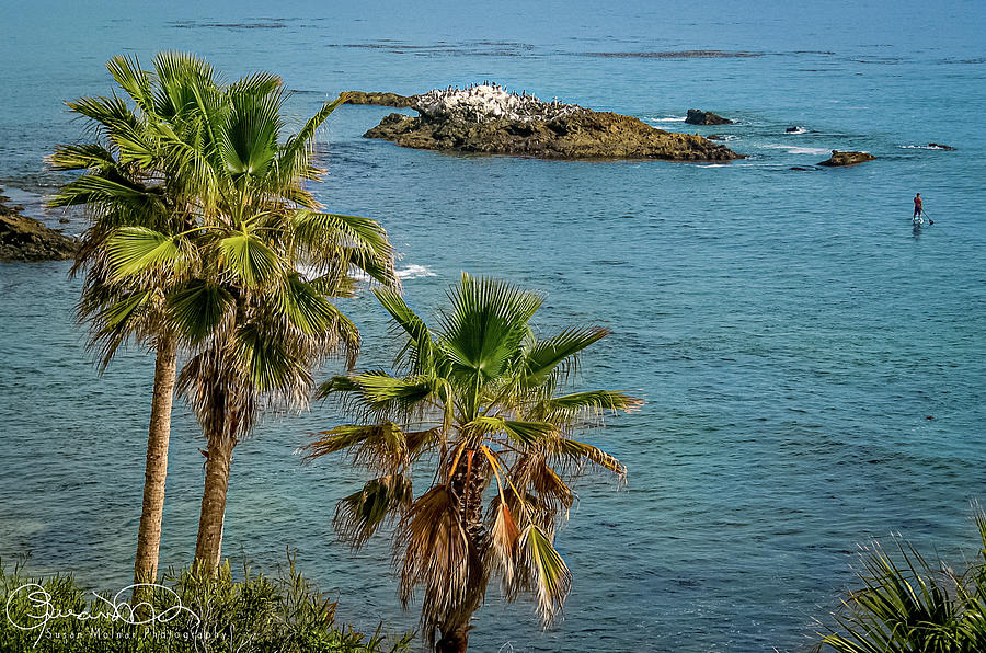 Laguna Beach Coastline 8 Photograph by Susan Molnar