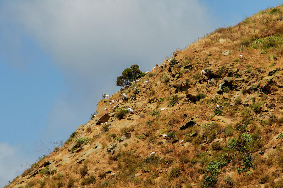 Laguna Beach Goats Photograph by Jean Haynes Fine Art America