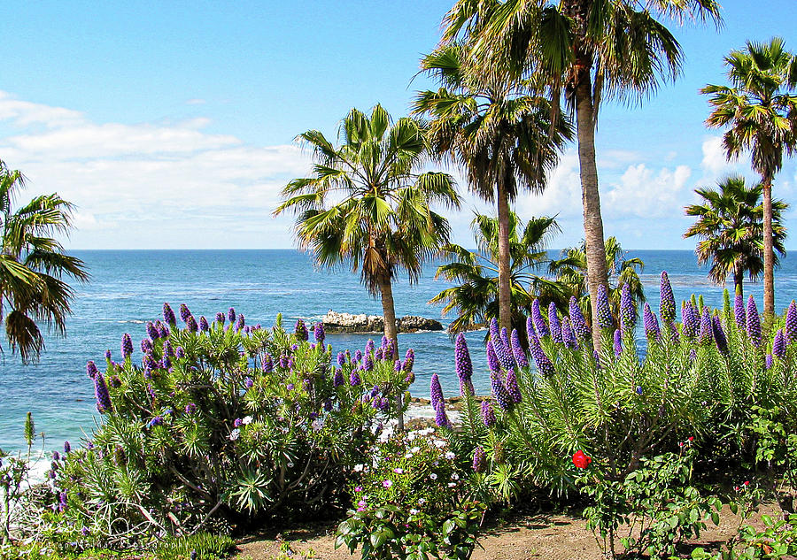 Laguna Beach in Spring 2 Photograph by Susan Molnar