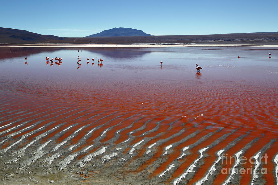 Laguna Colorada Eduardo Avaroa National Reserve Bolivia Photograph by James Brunker