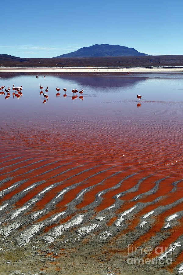 Laguna Colorada and flamingos Eduardo Avaroa Reserve Bolivia Photograph by James Brunker