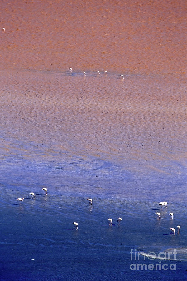 Laguna Colorada flamingos 1 Photograph by Rudi Prott