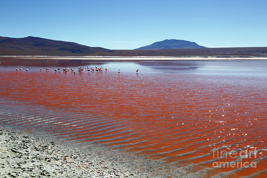 Laguna Colorada Reserva Nacional Eduardo Avaroa Bolivia Photograph by James Brunker