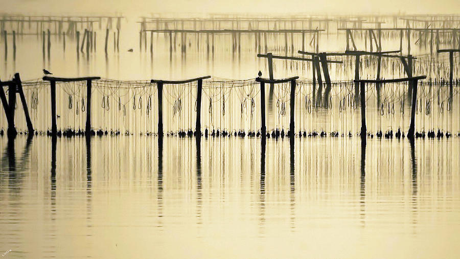 Lagoon in the fog Photograph by Loredana Gallo Migliorini