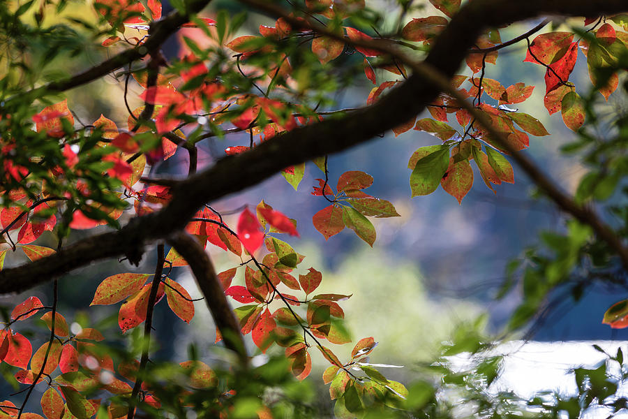 Williamsburg Photograph - Lake Autumn Foliage by Rachel Morrison