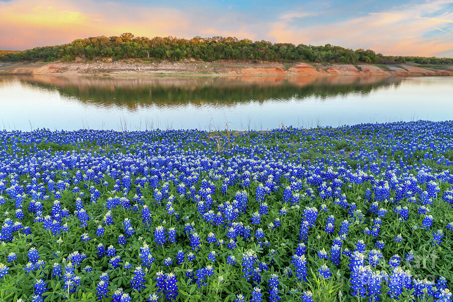 Lake Bluebonnets at Dusk Photograph by Bee Creek Photography - Tod and ...