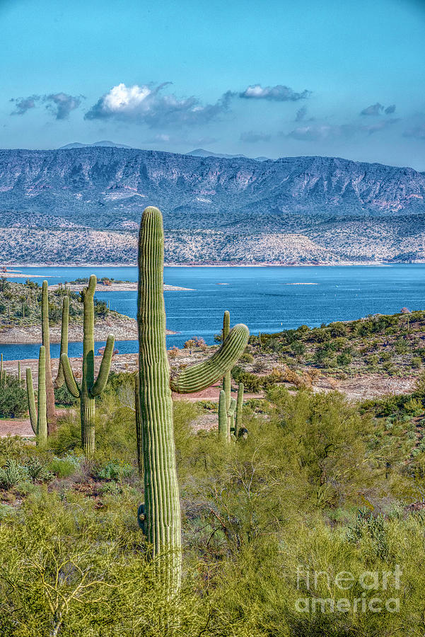 Lake Cactus Photograph by Pamela Dunn-Parrish