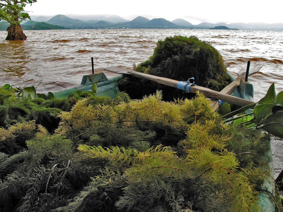 Lake Catemaco Veracruz Harvest of Lake Moss Photograph by Lorena Cassady