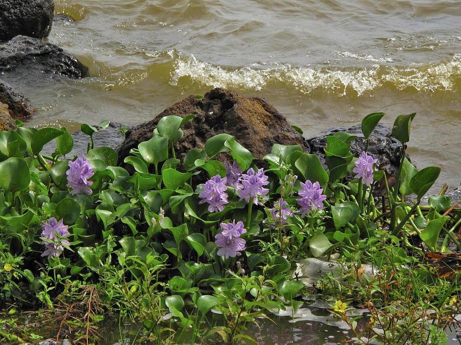 Lake Catemaco Veracruz Mexico, marsh lilies and wave Mixed Media by Lorena Cassady