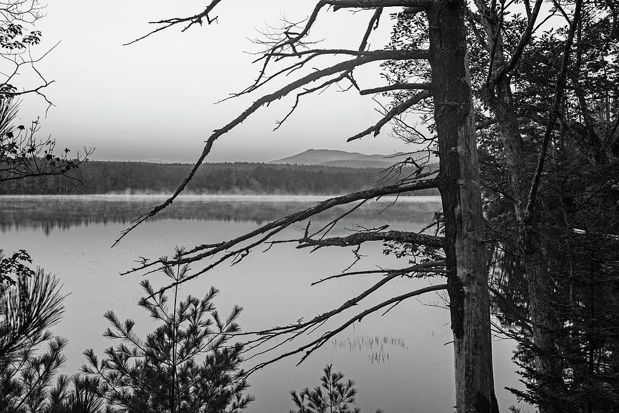 Lake Chocorua Sunrise Tamworth New Hampshire NH Tree Branches Black and White Photograph by Toby McGuire