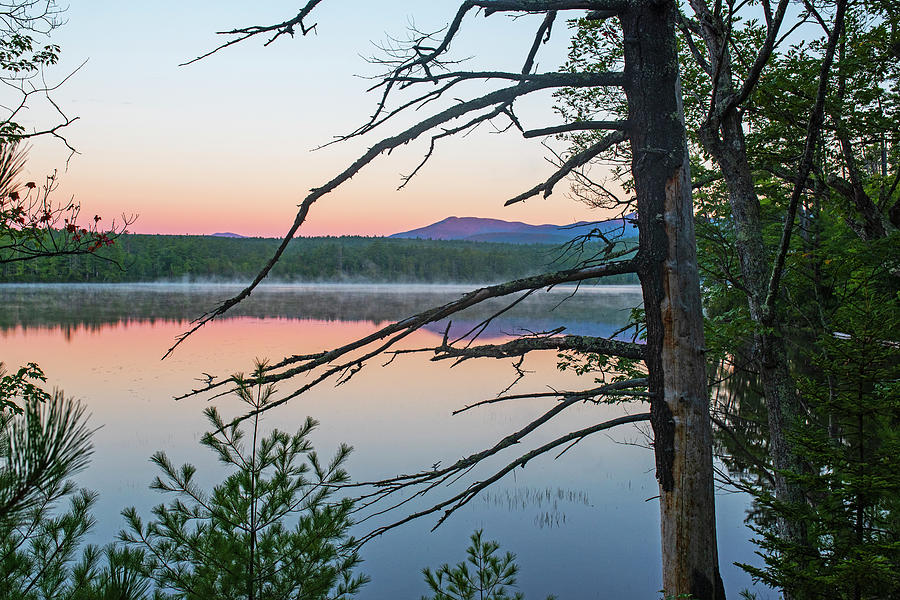 Lake Chocorua Sunrise Tamworth New Hampshire NH Tree Branches Photograph by Toby McGuire