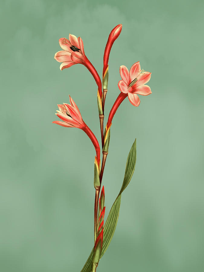 Lake coloured watsonia flower on Misty Green With Dry Brush Effect Mixed Media by Movie Poster Prints