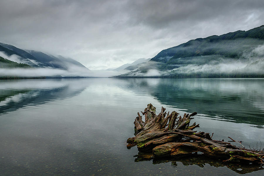 Olympic National Park Photograph - Lake Crescent Relic by Dan Mihai