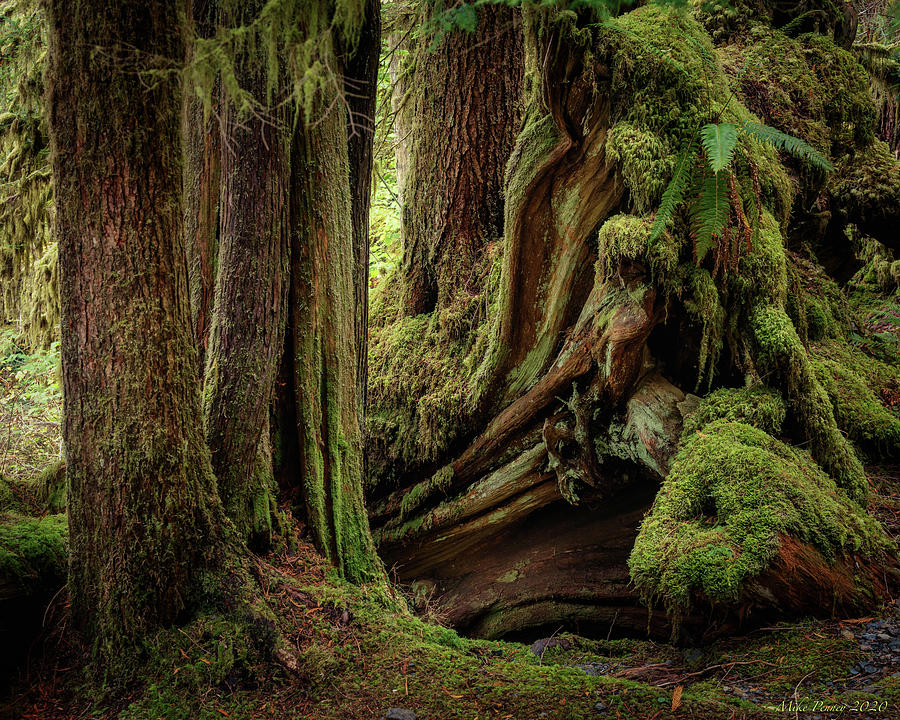 Lake Cushman 10-20-020b Photograph by Mike Penney - Fine Art America