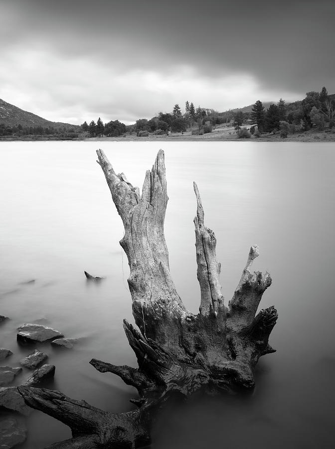 San Diego Photograph - Lake Cuyamaca Stump by William Dunigan