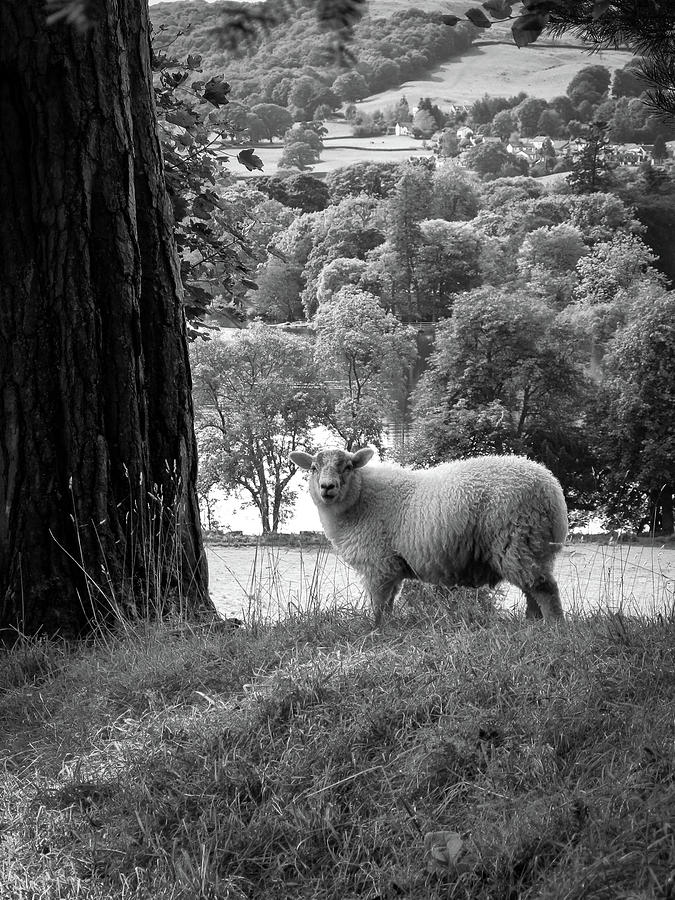 Lake District sheep posing for the camera Photograph by Seeables Visual Arts