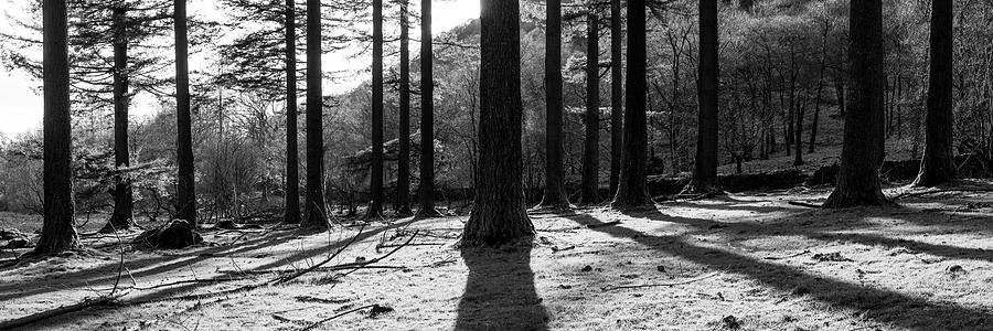 Lake District Woodland Black and white Photograph by Sonny Ryse