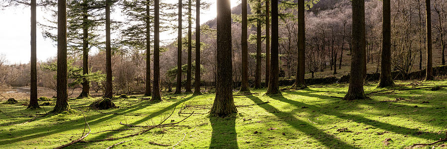 Lake District Woodland Photograph by Sonny Ryse