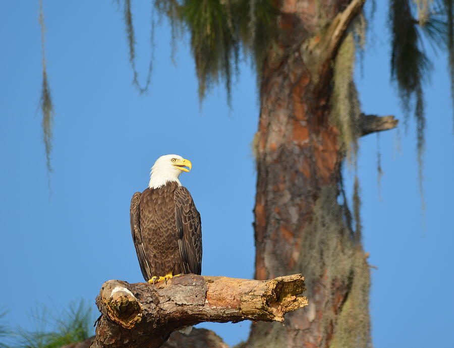 Lake Dora Bald Eagle Photograph