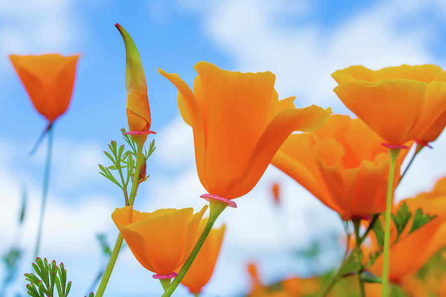 Lake Elsinore Golden Poppies Photograph by Kyle Hanson
