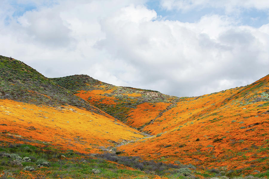 Lake Elsinore Poppy Fields Photograph by Kyle Hanson Fine Art America