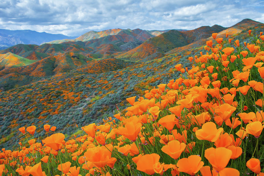 Lake Elsinore Spring Poppies Photograph by Kyle Hanson Fine Art America