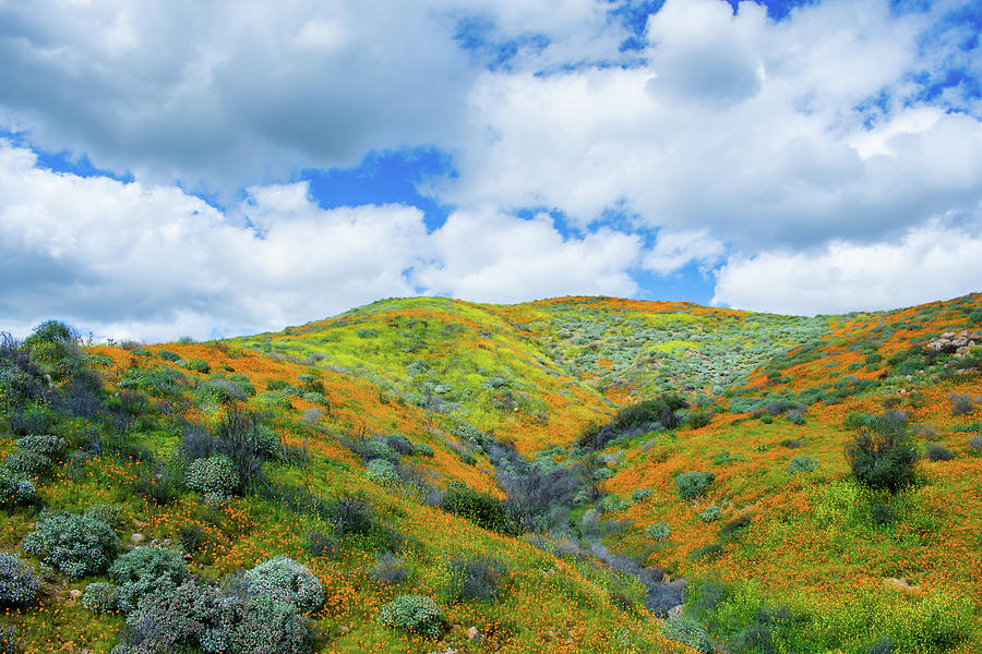 Lake Elsinore Wildflowers Photograph by Kyle Hanson