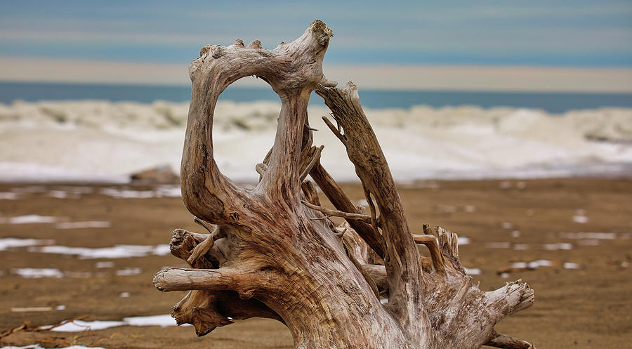 Lake Erie Driftwood Photograph by Scott Burd