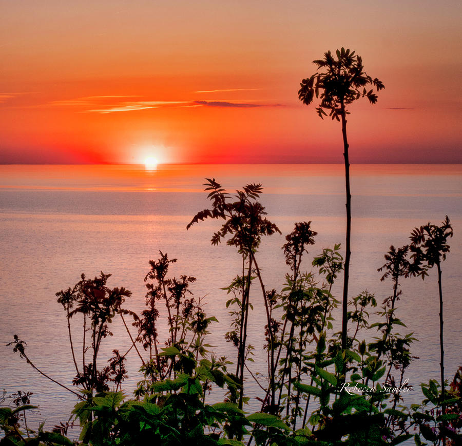Lake Erie Palm Tree Photograph by Rebecca Samler