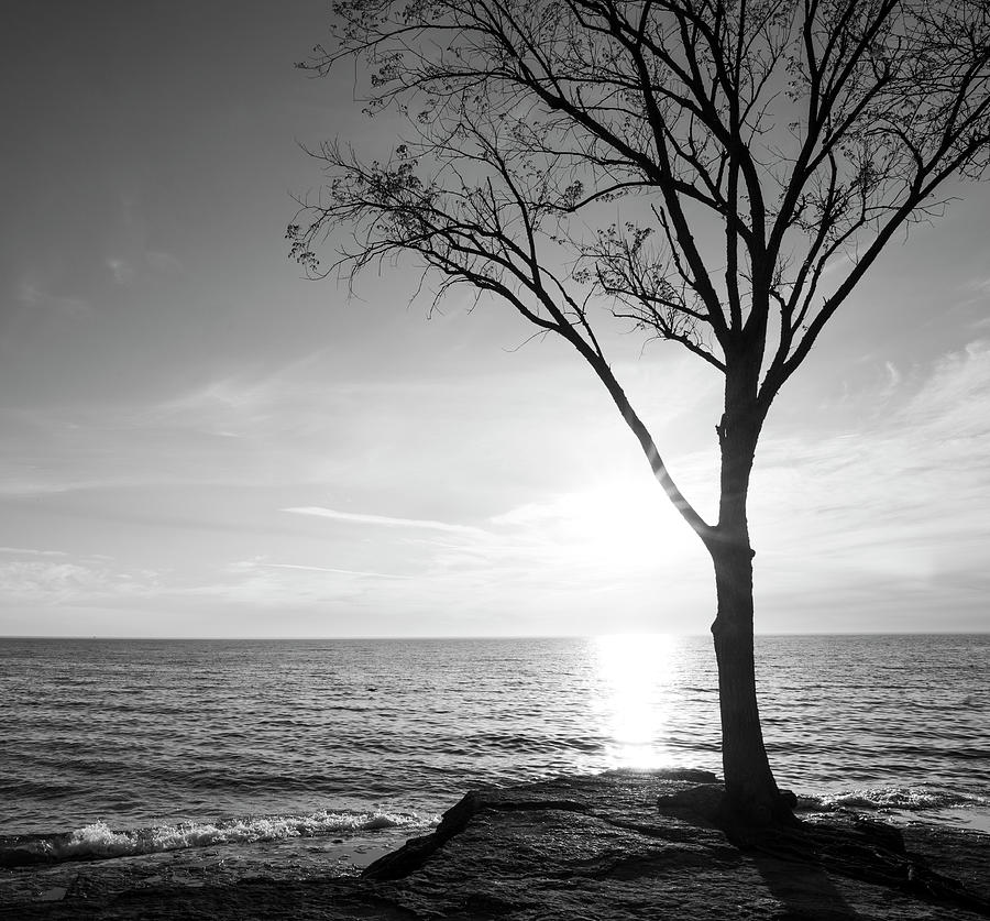 Lake Erie Sunrise Tree Black And White Photograph by Dan Sproul