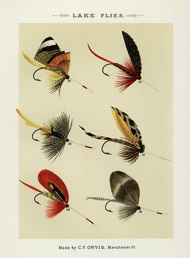 Lake Flies - Vintage Fishing Flies Illustration 01 by Bellavista Gallery