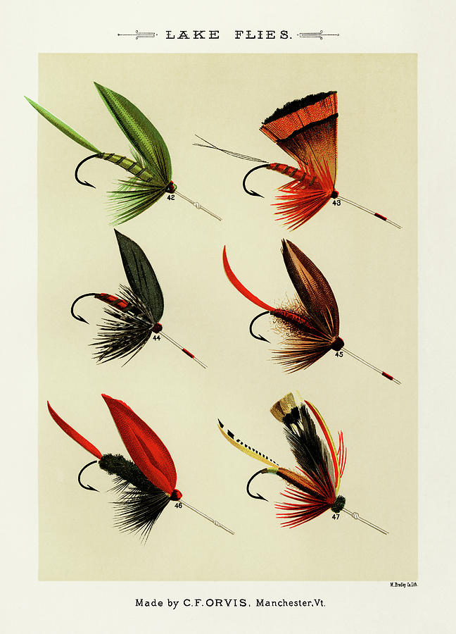 Lake Flies - Vintage Fishing Flies Illustration 02 Digital Art by