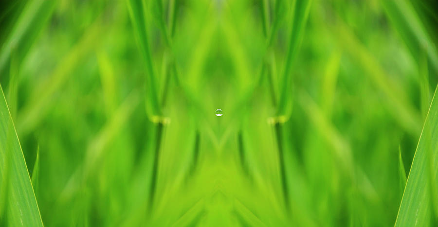 Lake Grass Raindrop Reflection Digital Art by Pelo Blanco Photo