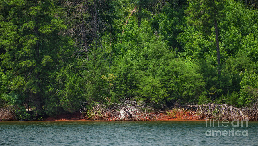 Lake Hartwell - Trees and Red Clay Photograph by Dale Powell