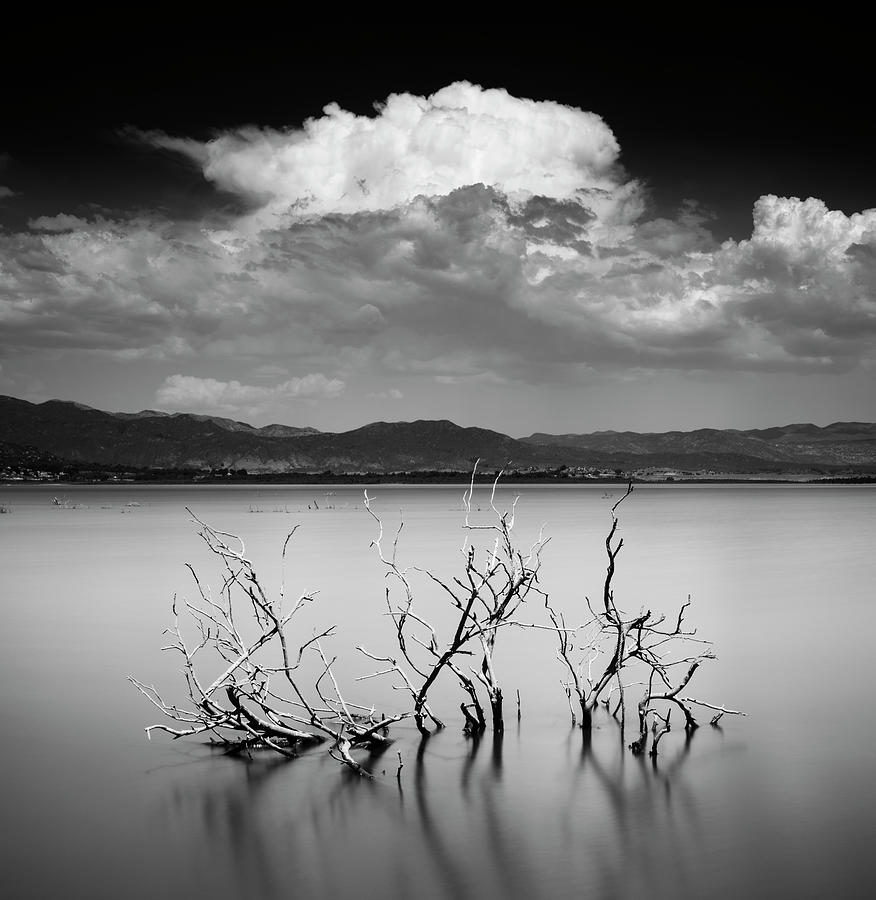 San Diego Photograph - Lake Henshaw Branches by William Dunigan