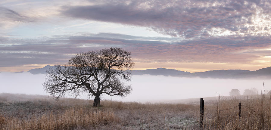 San Diego Photograph - Lake Henshaw Tree and Foggy Sunrise by William Dunigan