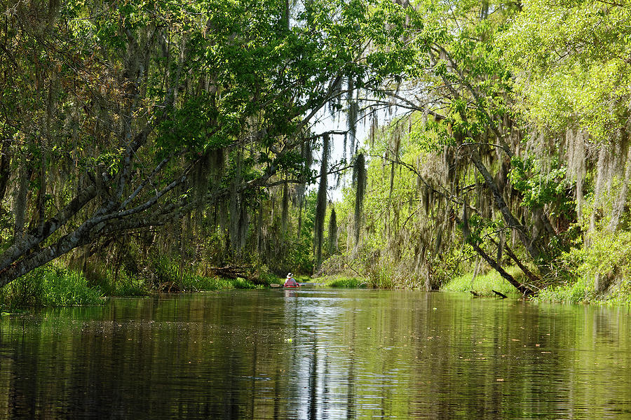 Lake Kissimmee State Park Photograph by Sally Weigand - Fine Art America