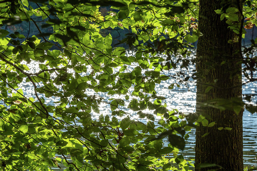 Lake Light and Leaves Photograph by Rachel Morrison