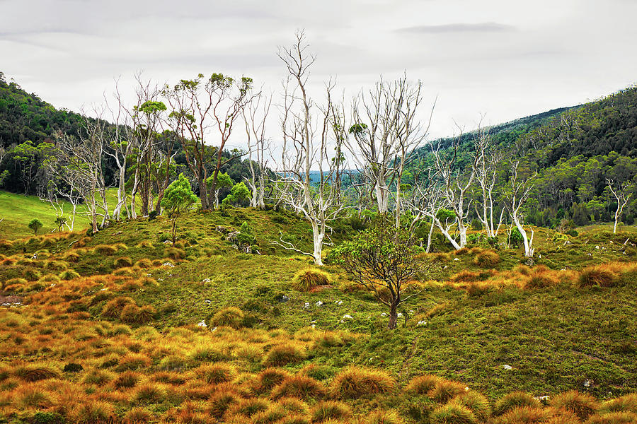 Lake Lilla Track Landscape 2 - Tasmania  Photograph by Lexa Harpell
