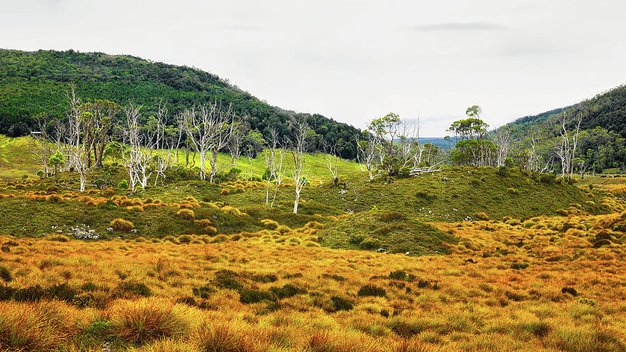 Lake Lilla Track Landscape - Tasmania Photograph by Lexa Harpell