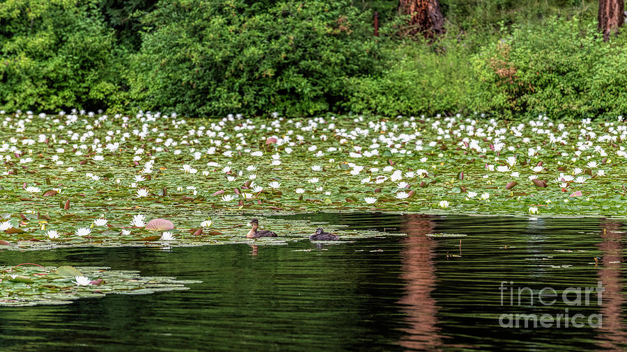 Lake Lillys Photograph by Pamela Dunn-Parrish