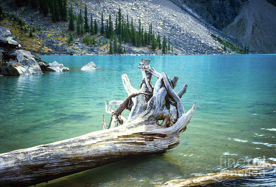 Lake Louise Driftwood Photograph by Gordon James Lake Louise Driftwood Photograph by Gordon James