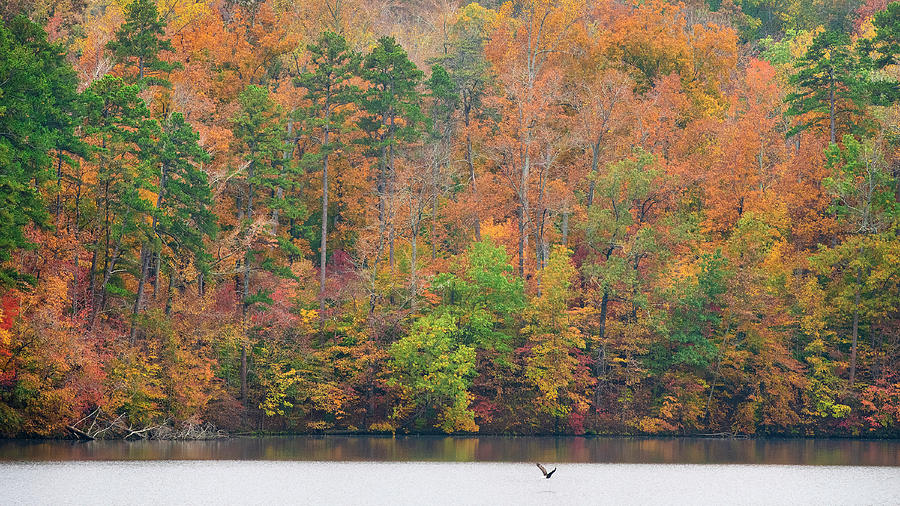 Lake Lucas, Fall Colors, Bald Eagle Photograph by Eric Abernethy