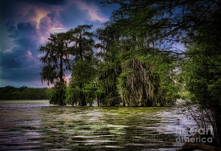Lake Martin Color Louisiana Swamps  Photograph by Chuck Kuhn