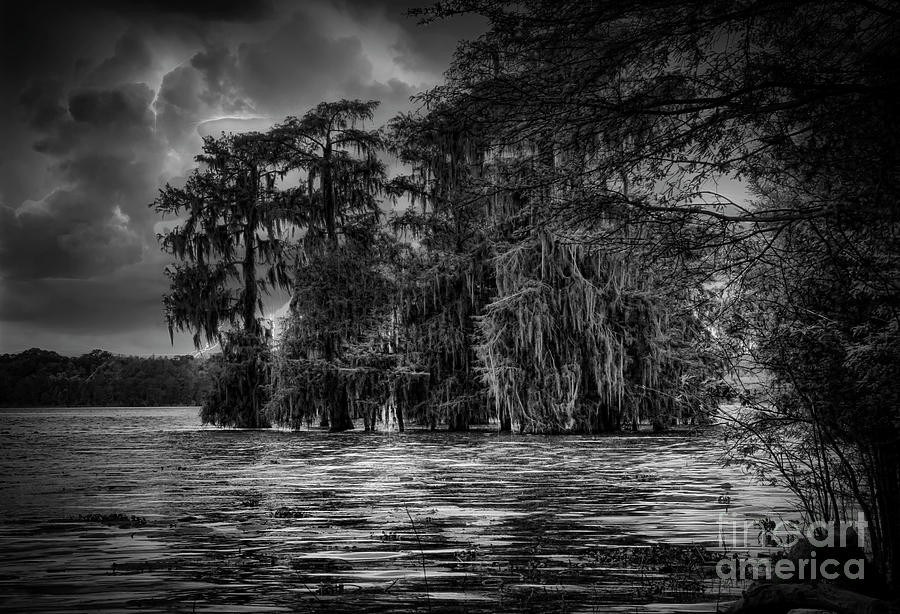 Lake Martin Louisiana Swamps BW Photograph by Chuck Kuhn