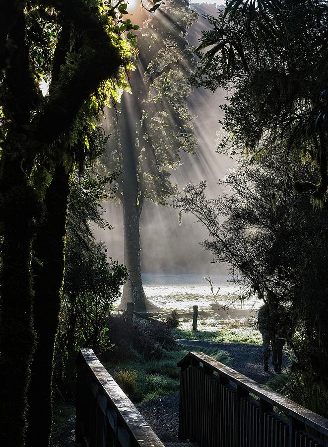 Lake Matheson Trail, New Zealand Photograph by Steven Ralser