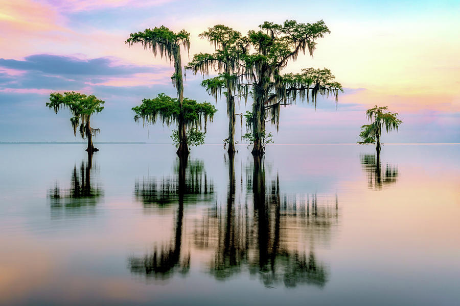 Tree Photograph - Lake Maurepas Reflection by Rick Berk