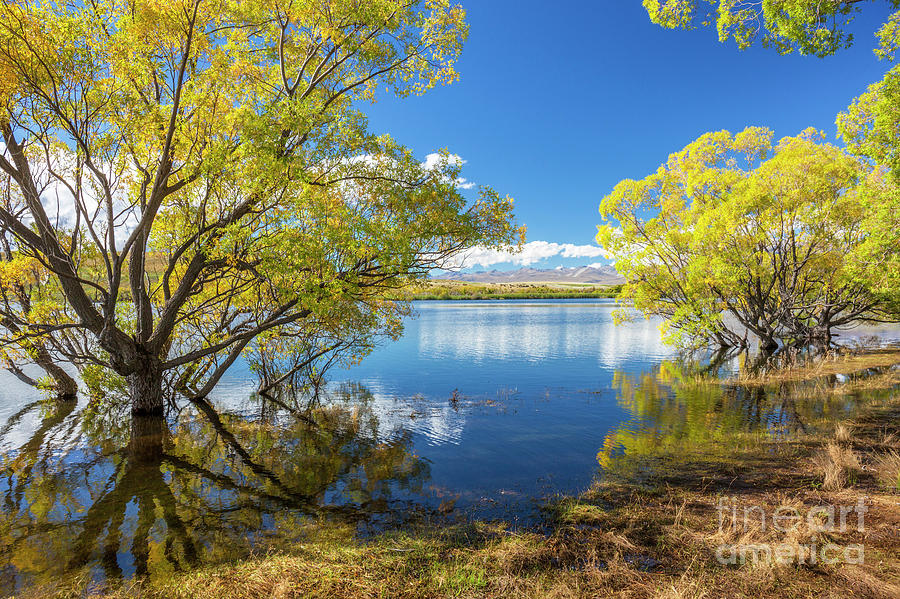 Lake McGregor, Tekapo, New Zealand Photograph by Neale And Judith Clark