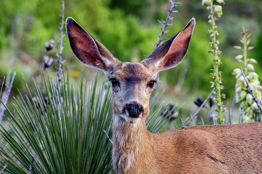 Lake Meredith Mule Deer Photograph by Kathy Davenport Texas Photography